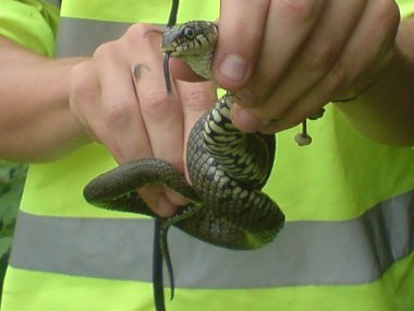 Grass snake 